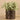 Plants-Potted Silver Fall-Bloomr