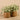 Plants-Artificial Potted Silver Falls-Bloomr