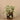Plants-Potted Silver Fall Plant-Bloomr