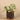 Plants-Potted Silver Fall Plant-Bloomr