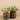 Plants-Artificial Potted Silver Falls-Bloomr