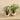 Plants-Potted Silver Fall Plant-Bloomr