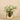 Plants-Potted Silver Fall Plant-Bloomr