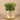 Plants-Potted Sprout Succulent-Bloomr