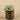 Plants-Artificial Potted Succulent-Bloomr
