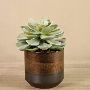 Plants-Artificial Potted Succulent-Bloomr