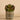 Plants-Potted Succulent (Discontinued)-Bloomr