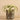 Plants-Artificial Potted Tillandsia (Discontinued)-Bloomr