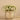 Plants-Potted Tillandsia-Bloomr