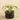 Plants-Potted Tillandsia-Bloomr