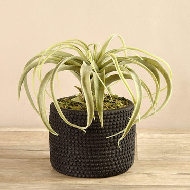 Plants-Potted Tillandsia-Bloomr