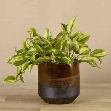 Plants-Artificial Potted Vanilla Leaf Plant-Bloomr