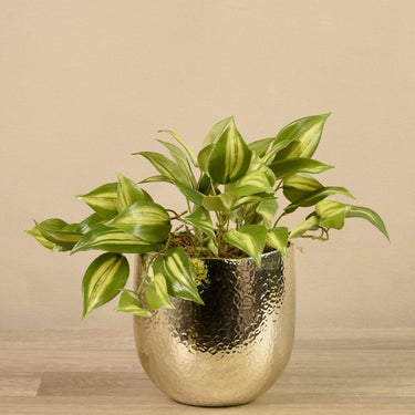 Plants-Potted Vanilla Leaf-Bloomr