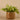 Plants-Artificial Potted Vanilla Leaf Plant-Bloomr