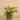 Plants-Potted Vanilla Leaf (Discontinued)-Bloomr