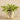 Plants-Potted Vanilla Leaf-Bloomr