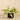 Plants-Potted Vanilla Leaf-Bloomr