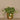 Plants-Artificial Potted Peperomia-Bloomr