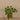 Plants-Artificial Potted Peperomia-Bloomr
