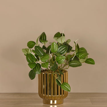 Plants-Artificial Potted Peperomia-Bloomr