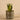 Plants-Potted Aloe (Discontinued)-Bloomr