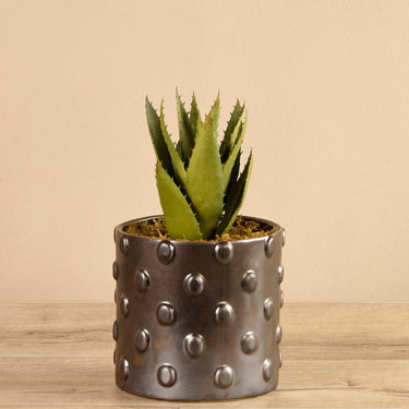 Plants-Potted Aloe-Bloomr
