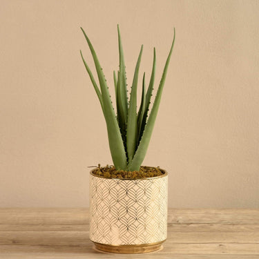 Plants-Potted Aloe-Bloomr