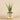 Plants-Potted Aloe-Bloomr