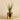 Plants-Potted Aloe-Bloomr