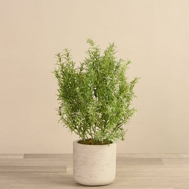 Plants-Potted Asparagus-Bloomr