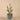 Plants-Potted Cactus-Bloomr