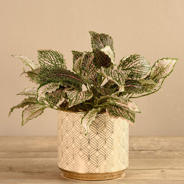 Plants-Artificial Potted Fittonia-Bloomr