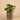 Plants-Potted Pancake (Discontinued)-Bloomr