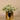 Plants-Potted Silver Fall-Bloomr