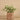 Plants-Potted Silver Fall (Discontinued)-Bloomr