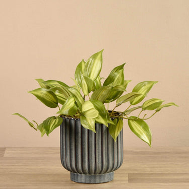 Plants-Potted Vanilla Leaf-Bloomr