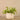 Plants-Potted Vanilla Leaf-Bloomr