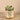 Plants-Succulent in White/Gold Pot-Bloomr