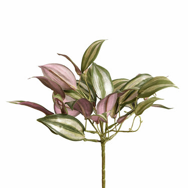 Plants-Vanilla Orchid Leaf-Bloomr