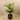 Trees-Artificial Areca Palm <br> 150cm-Bloomr