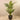 Trees-Artificial Areca Palm 180cm-Bloomr