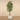 Trees-Artificial Acacia Tree 210cm-Bloomr