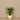 Trees-Artificial Calathea Tree 60cm-Bloomr