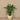 Trees-Artificial Calathea Tree 90cm-Bloomr