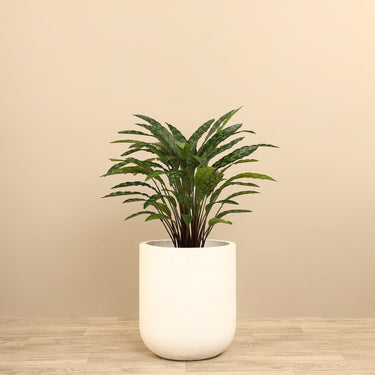 Trees-Artificial Calathea Tree <br> 60cm-Bloomr