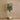 Trees-Artificial Camellia Tree 180cm-Bloomr