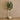 Trees-Artificial Camellia Tree 210cm-Bloomr