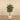 Trees-Artificial Draecena Reflexa <br>150cm-Bloomr