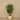 Trees-Artificial Dragonnier Surculosa <br> 150cm-Bloomr