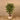 Trees-Artificial Ficus Retusa Tree 150cm-Bloomr